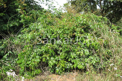 Derris thyrsiflora var. eualata
